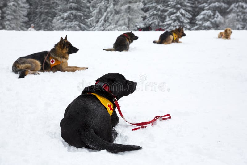 Red Cross rescue dogs