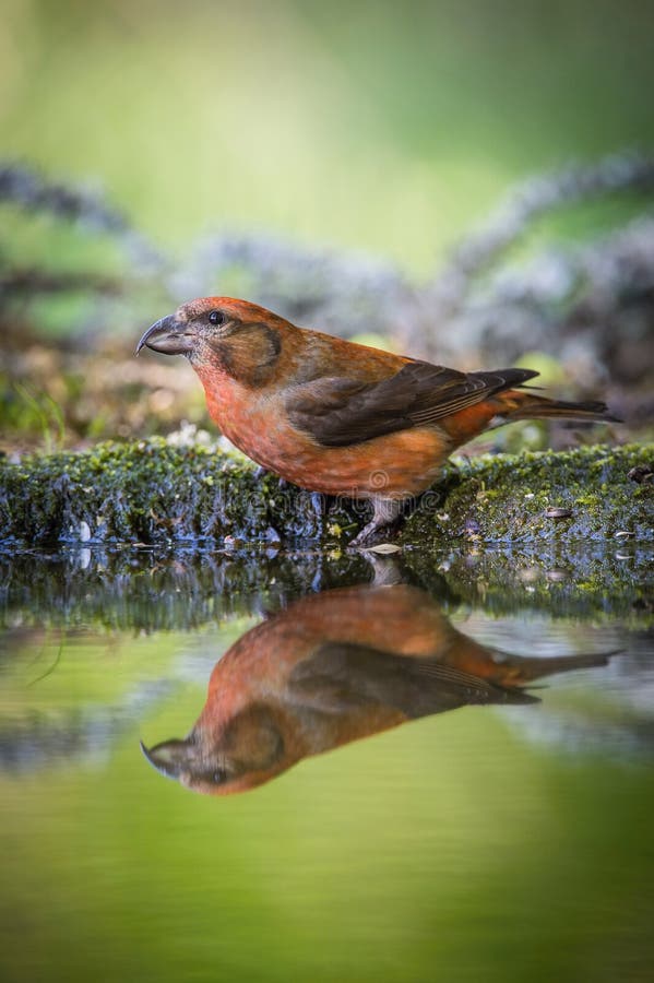 The Red Crossbill, Loxia curvirostra