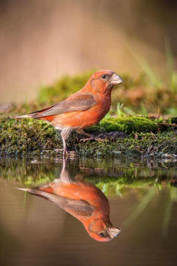 The Red Crossbill, Loxia curvirostra