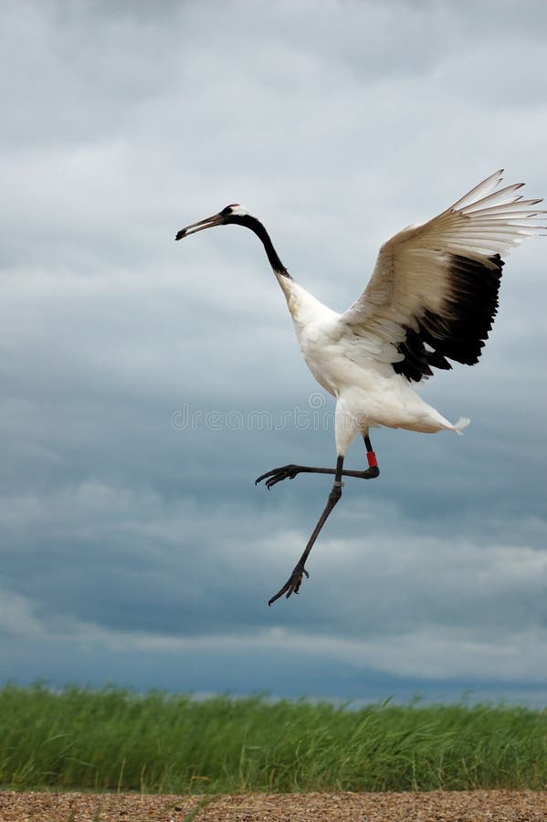 Red-crowned crane