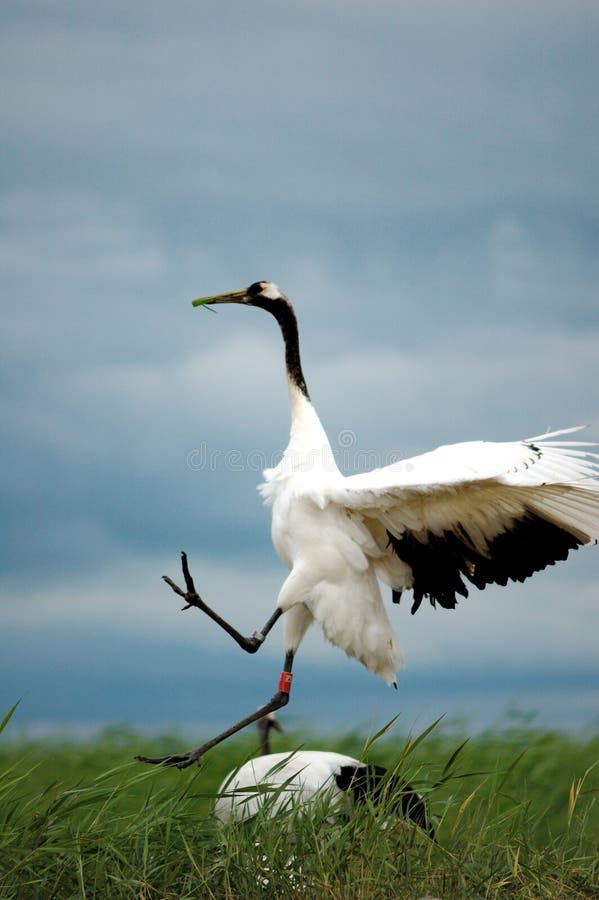 Red-crowned crane