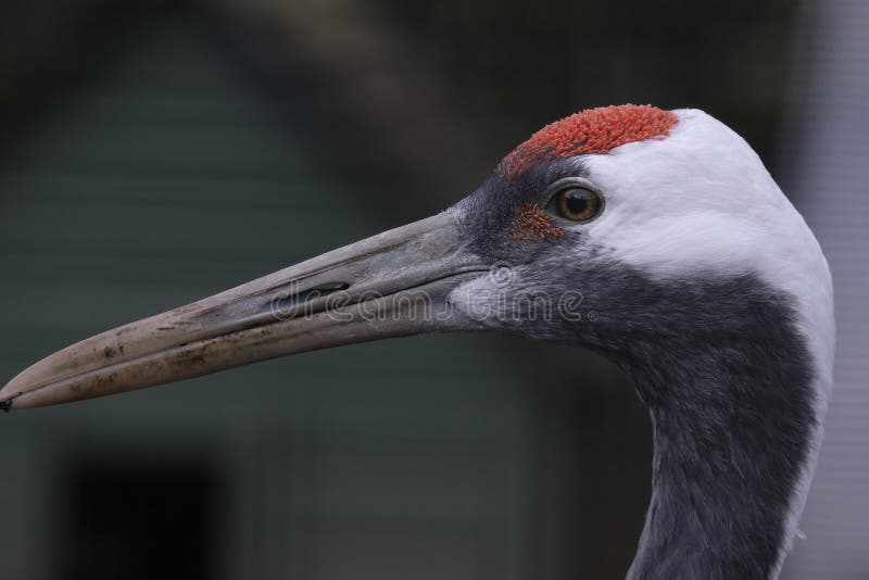 Red Crowned Crane in Profile