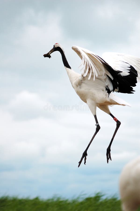 Red-crowned cranes