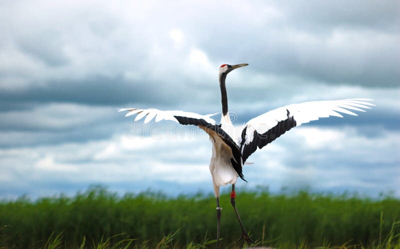 Red-crowned cranes