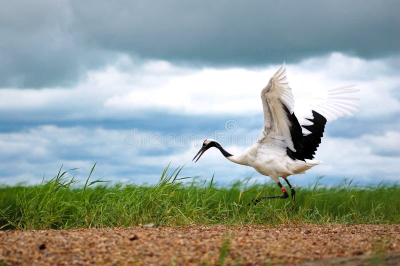 Red-crowned cranes