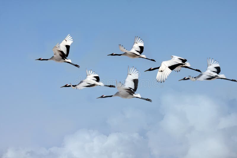 Redcrowned cranes flying stock image. Image of formation 23476909