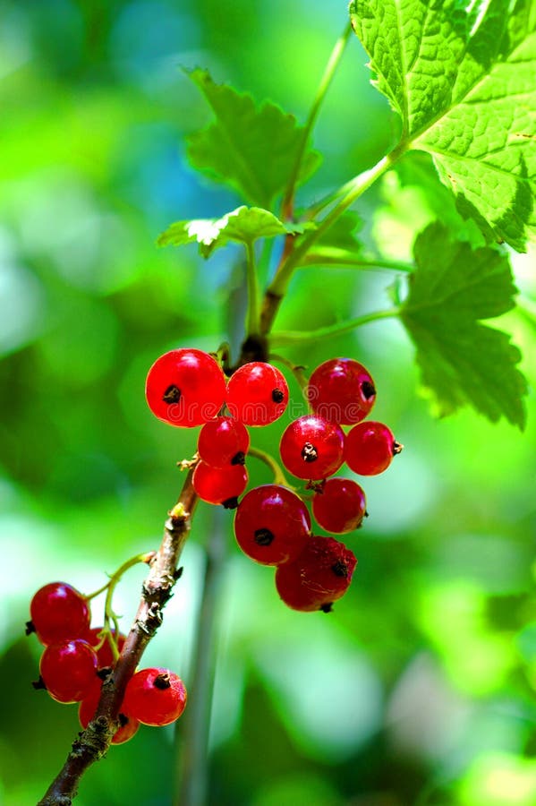 Red currant