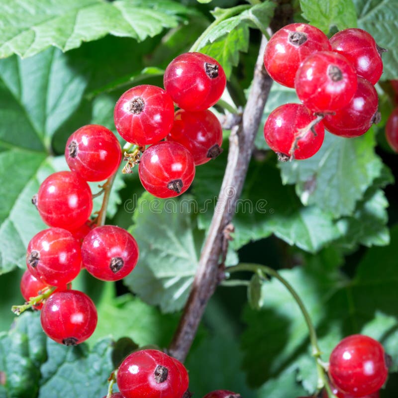 Red currant berries stock photo. Image of outdoors, bunch 34803616