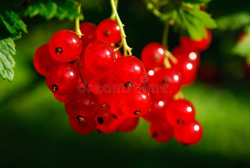 Red currant berries (Ribes rubrum)