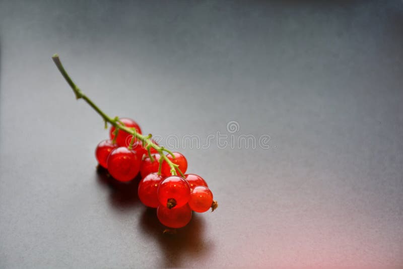 https://thumbs.dreamstime.com/b/red-currant-berries-twig-served-black-background-red-currant-berries-twig-served-black-plate-background-sele-123056332.jpg