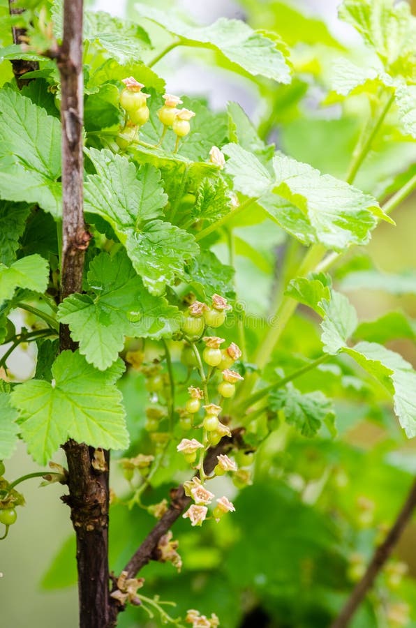 Red currant with a green unripe color