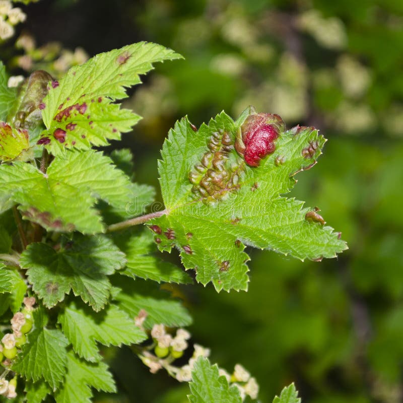 Red currant leaves struck with ophragmus close up