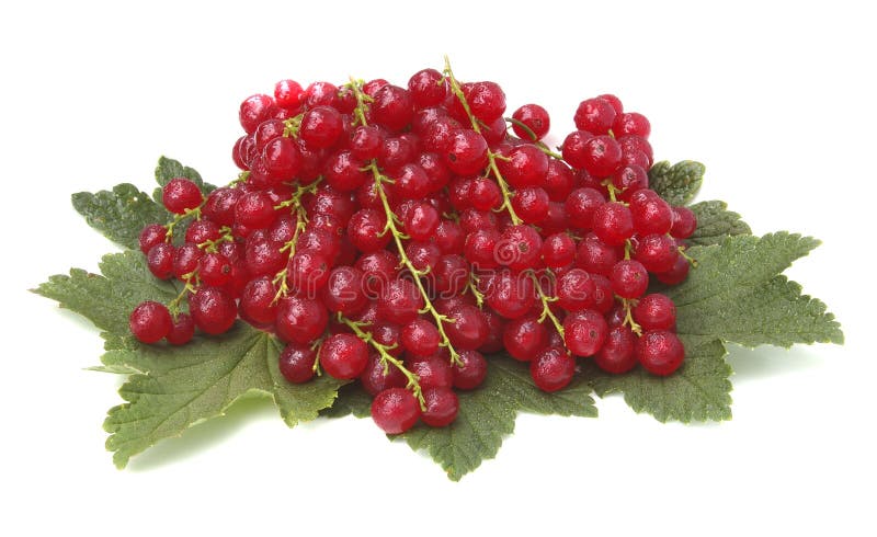 Red currant on white background