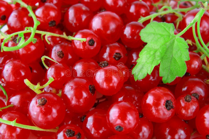 Fresh red ripe currants close up. Fresh red ripe currants close up