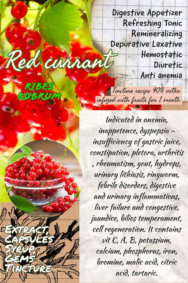 Red Currants Herbalist Notebook Page Idea Stock Illustration