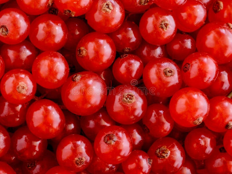 Texture of fresh red currants. Texture of fresh red currants