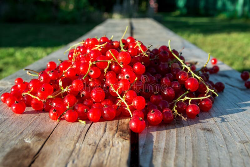 Red currents on wooden bench