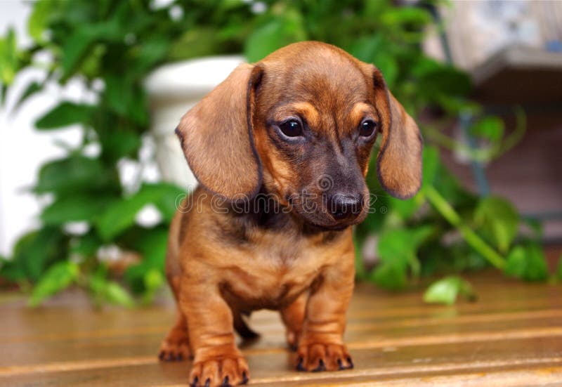 Dachshund Puppy in Flower Pot Stock Image Image of smooth, animal