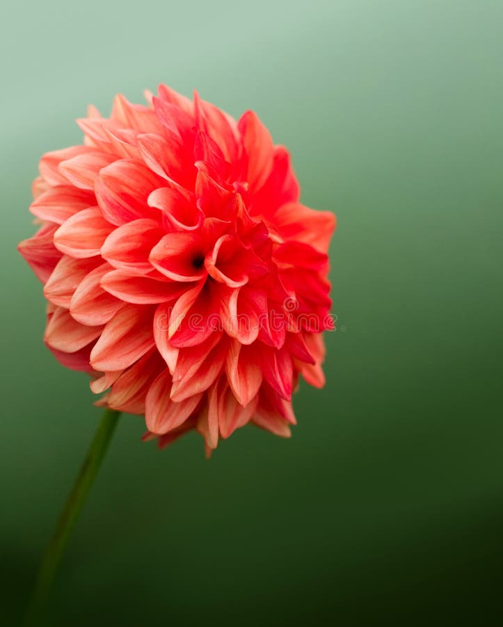 Red dahlia