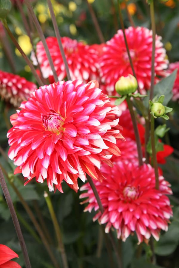 Red dahlia flower.