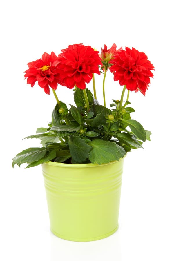 Red Dahlia Flower In Green Pot Stock Photo Image of isolated, bloom