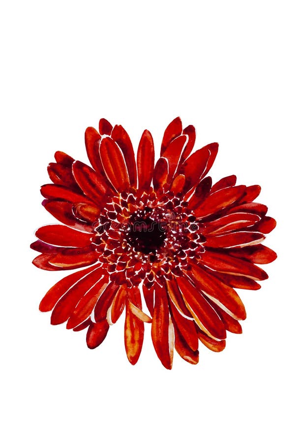 Dahlia Flower, Watercolor Illustration Stock Illustration
