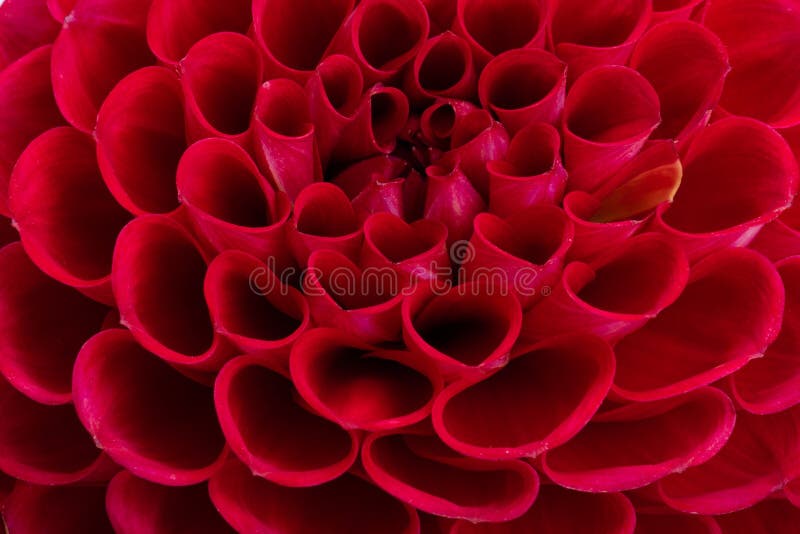 Red dahlia isolated stock photo. Image of elegant, fresh - 259888940