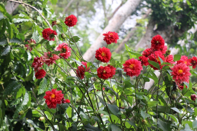 =red Dahlias in a Group. Blooming Dahlias with Petals in Various Tones