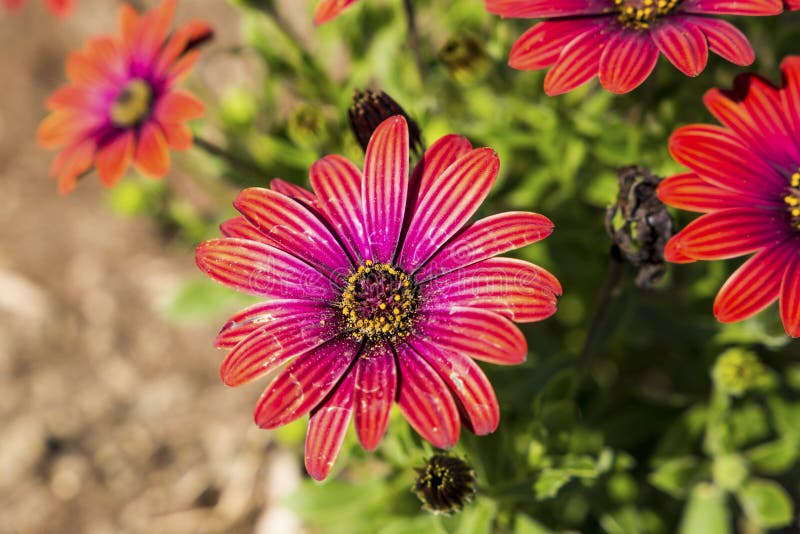 Red daisies stock photo. Image of botany, fresh, blossoming 180002154