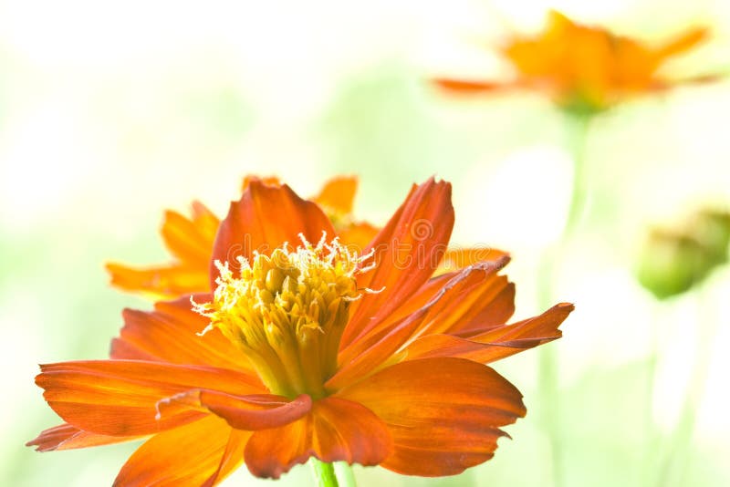 Red daisy stock photo. Image of flora, decorative, yellow 21011576