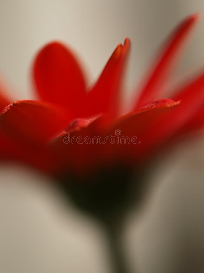 Red Daisy blur