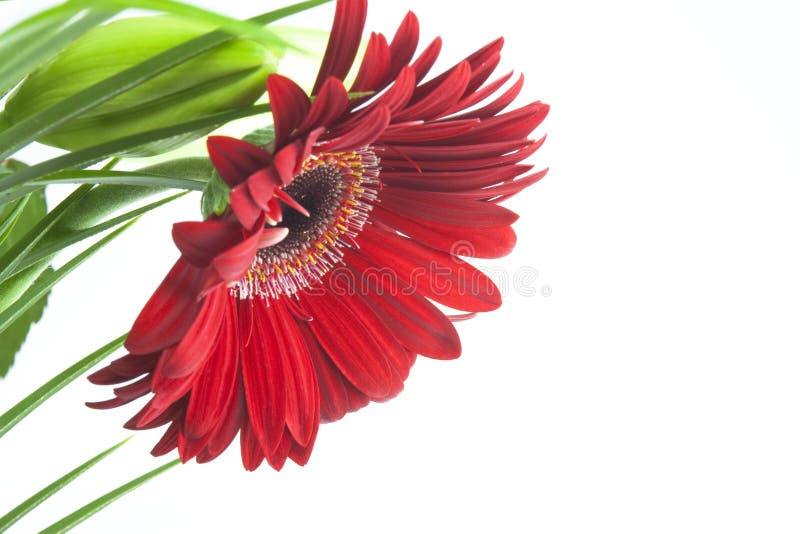 Red daisy or echinacea