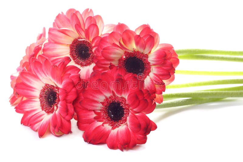 Red daisy flower stock photo. Image of botany, natural 18824862