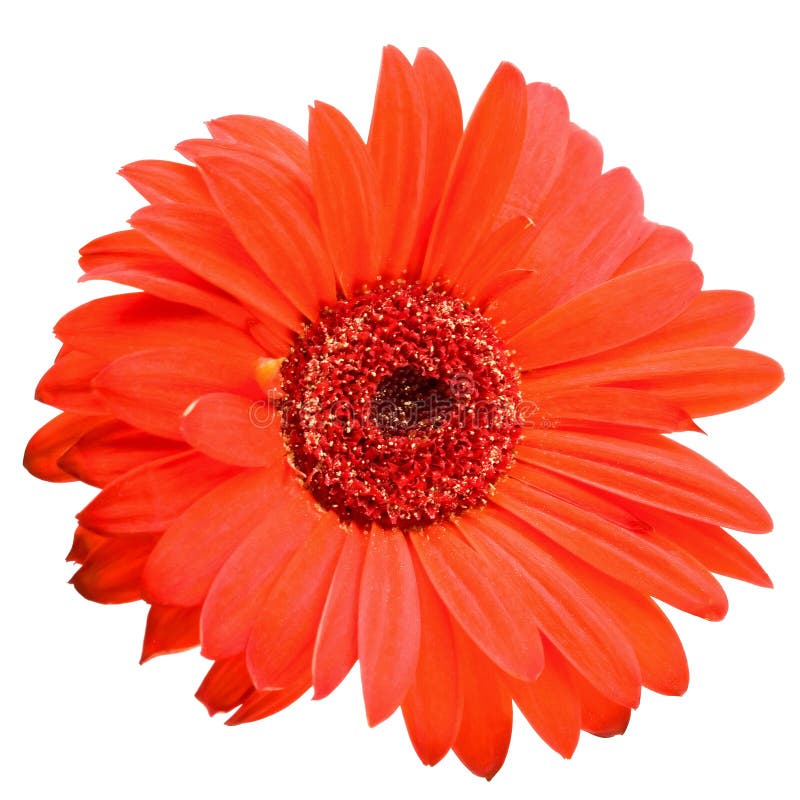 Red daisy flower isolated on white