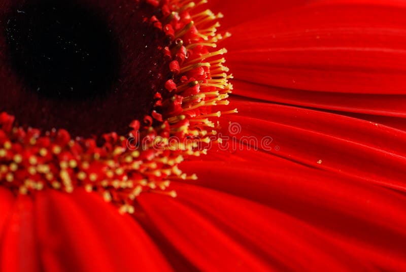 Red daisy flower macro