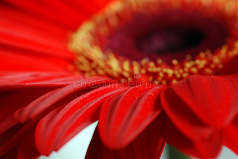 Red daisy flower macro