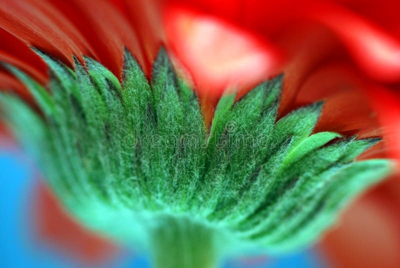 Red daisy flower stem macro