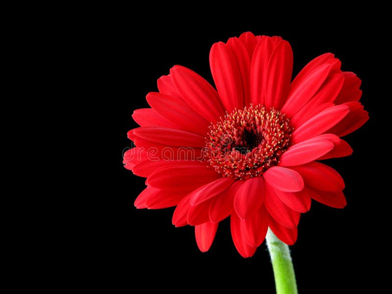 Red daisy green stem