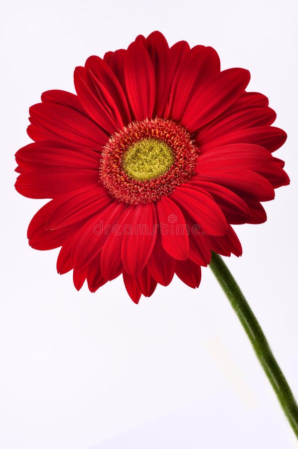 Red daisy isolated