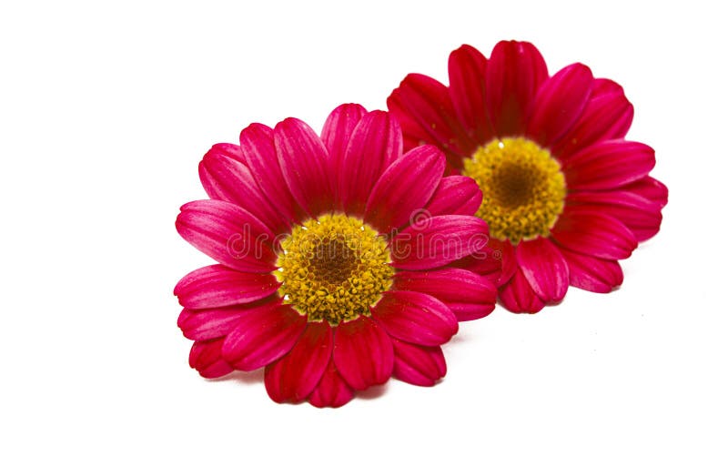 Red daisy isolated stock image. Image of garden, bloom 178464771