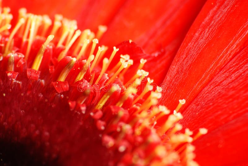 Red daisy macro