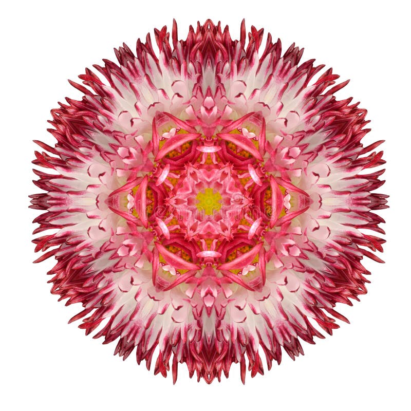 Red Daisy Mandala Flower Kaleidoscopic Isolated on White