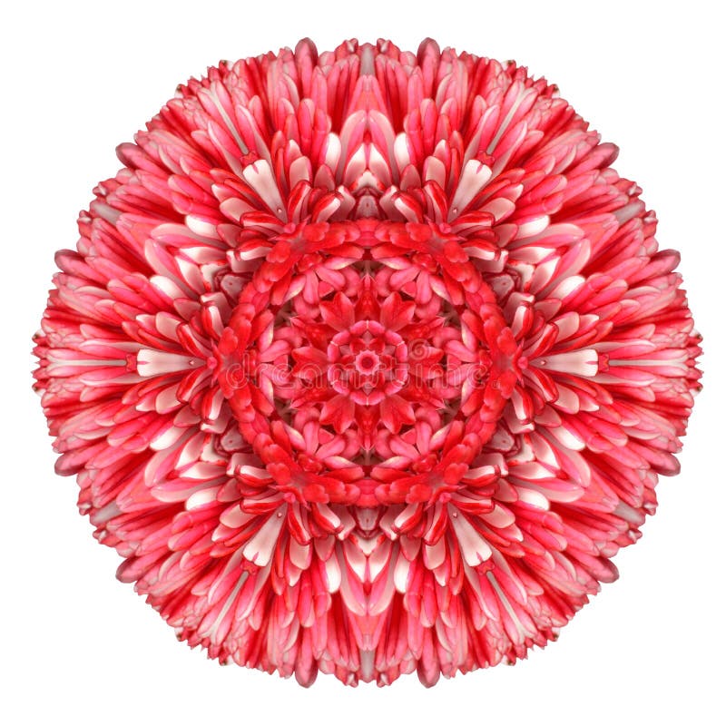 Red Daisy Mandala Flower Kaleidoscopic Isolated on White