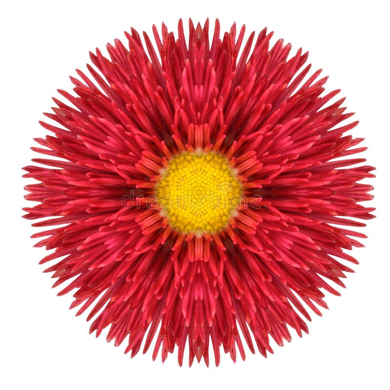 Red Daisy Mandala Flower Kaleidoscopic Isolated on White