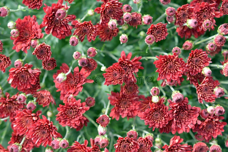 Red daisy mum stock image. Image of aroma, season, time 44204871