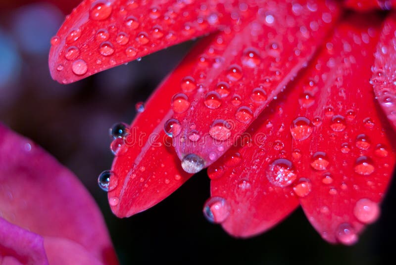 Red Daisy Petals Covered by Morning Dew Stock Photo - Image of ...