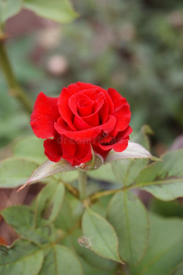 Red Damask Rose Flower in Garden Stock Photo Image of flora, natural