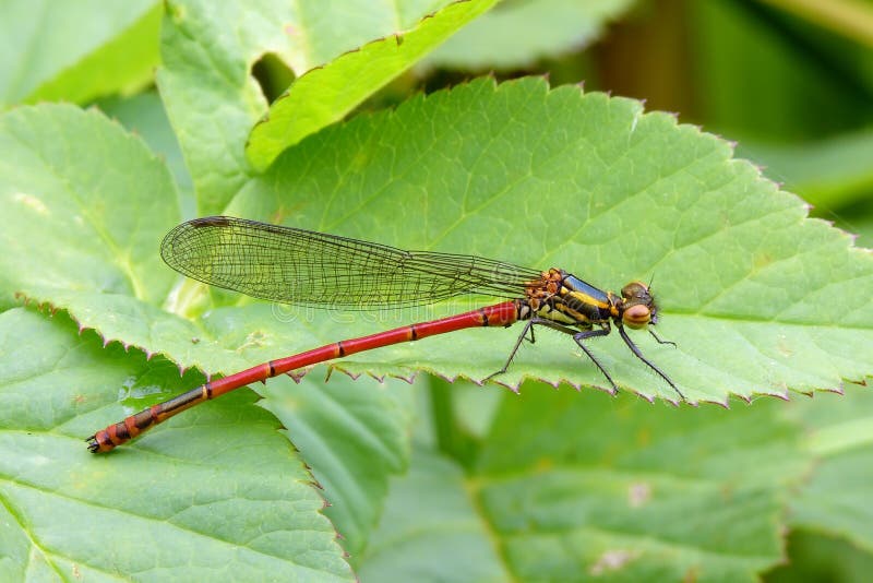 Red damselfly