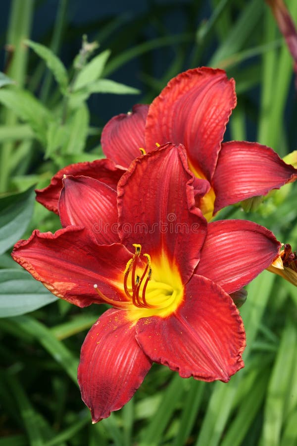 Red Daylilies stock image. Image of summer, flower, summertime 12721029