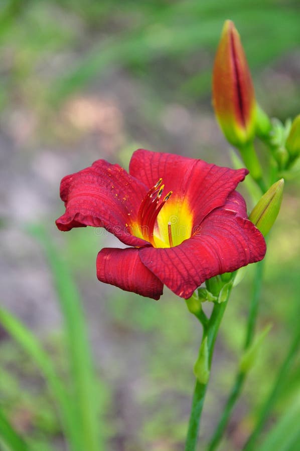 Red and yellow day lily in bloom. Red and yellow day lily in bloom